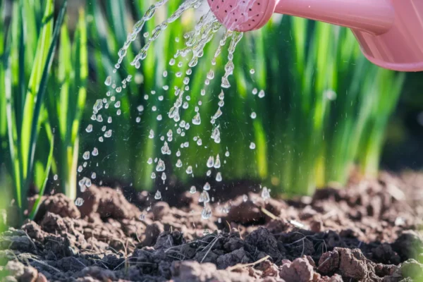 Fortes chaleurs : ce réflexe d’arrosage à midi jaunit vos plantes en 3 jours, selon jardiniers