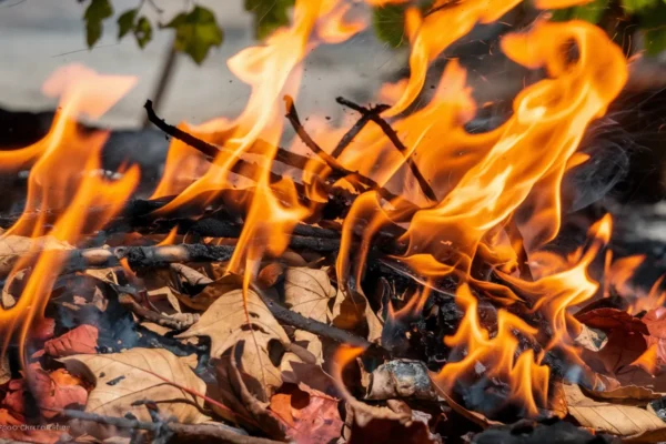 Canicule 2026, ces 7 plantes très inflammables à retirer du jardin avant l’été