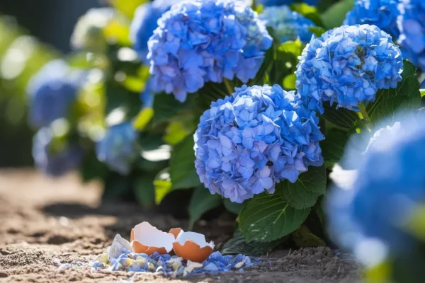 Hortensias bleus tout l’été, ajoutez des coquilles d’œufs 1 fois par semaine au pied