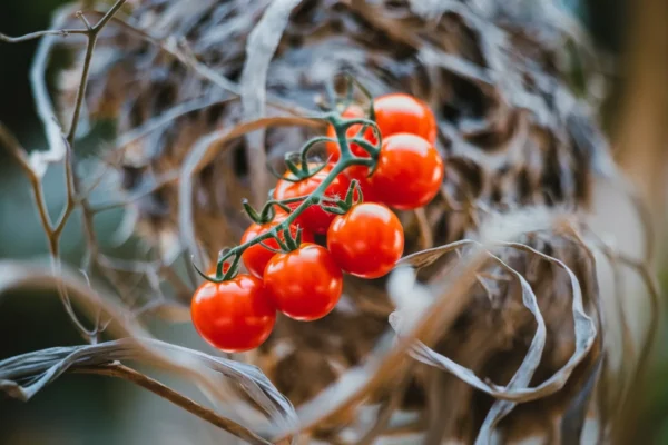 Météo capricieuse, les prix des fruits et légumes pourraient grimper en France d’ici septembre 2026